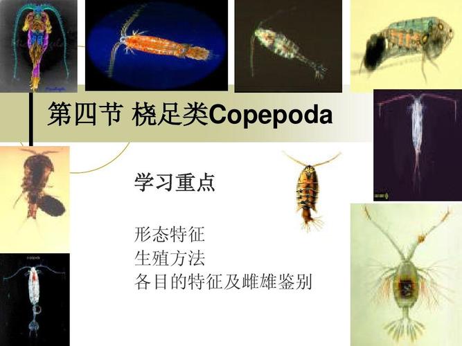 cope-copepod