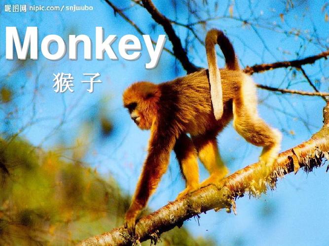 猴子用英文怎么说-猴子用英文怎么说monkey