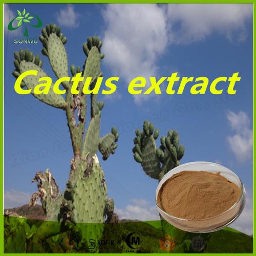 cactus-cactus怎么读