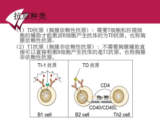 ipk-ip抗原偏高是什么原因