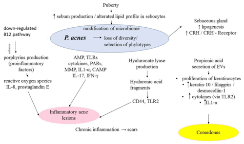 SEBACEOUS CYST-Sebaceous cysts