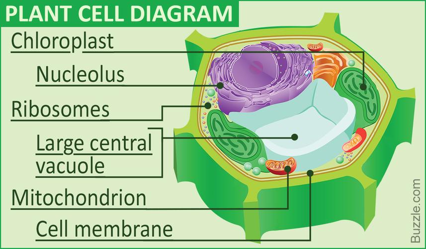 plantcell-plant cell and environment