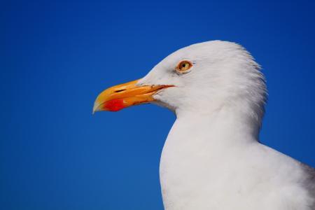 seagull是什么意思-seagull 是什么意思