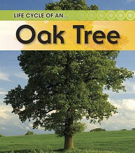 oak-oak tree 中文