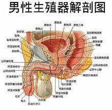 男性生殖器英语-男士的那个怎么称呼呢