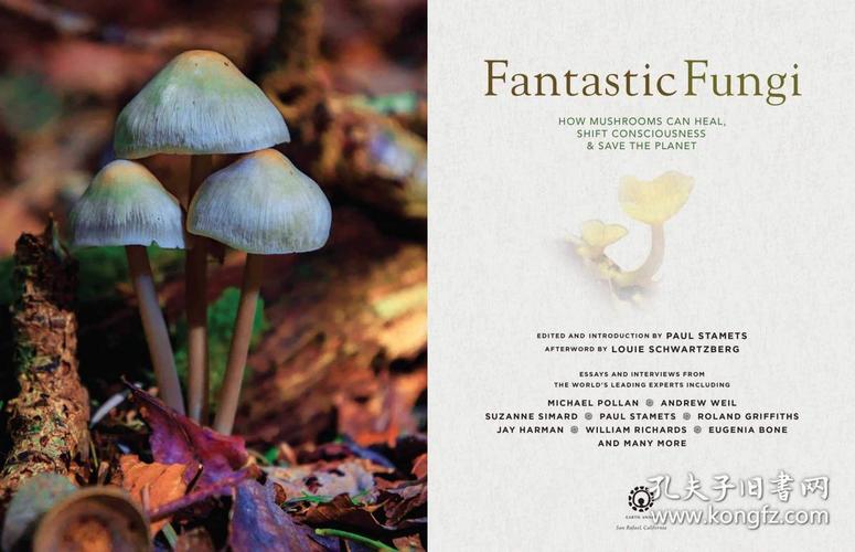 蘑菇的英文-蘑菇的英文怎么读